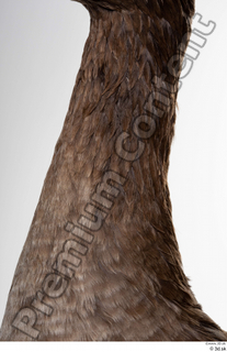 Greater white-fronted goose Anser albifrons neck 0002.jpg